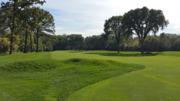Old Elm 12