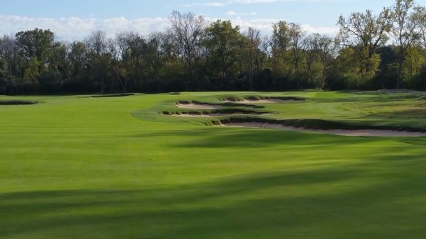 Old Elm 4
